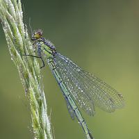 Red-Eyed Damselfly female 